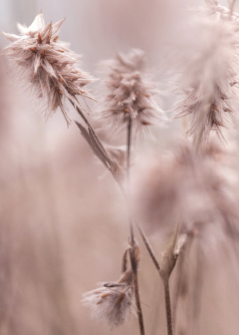 Canvastavla -  Dried Elegance