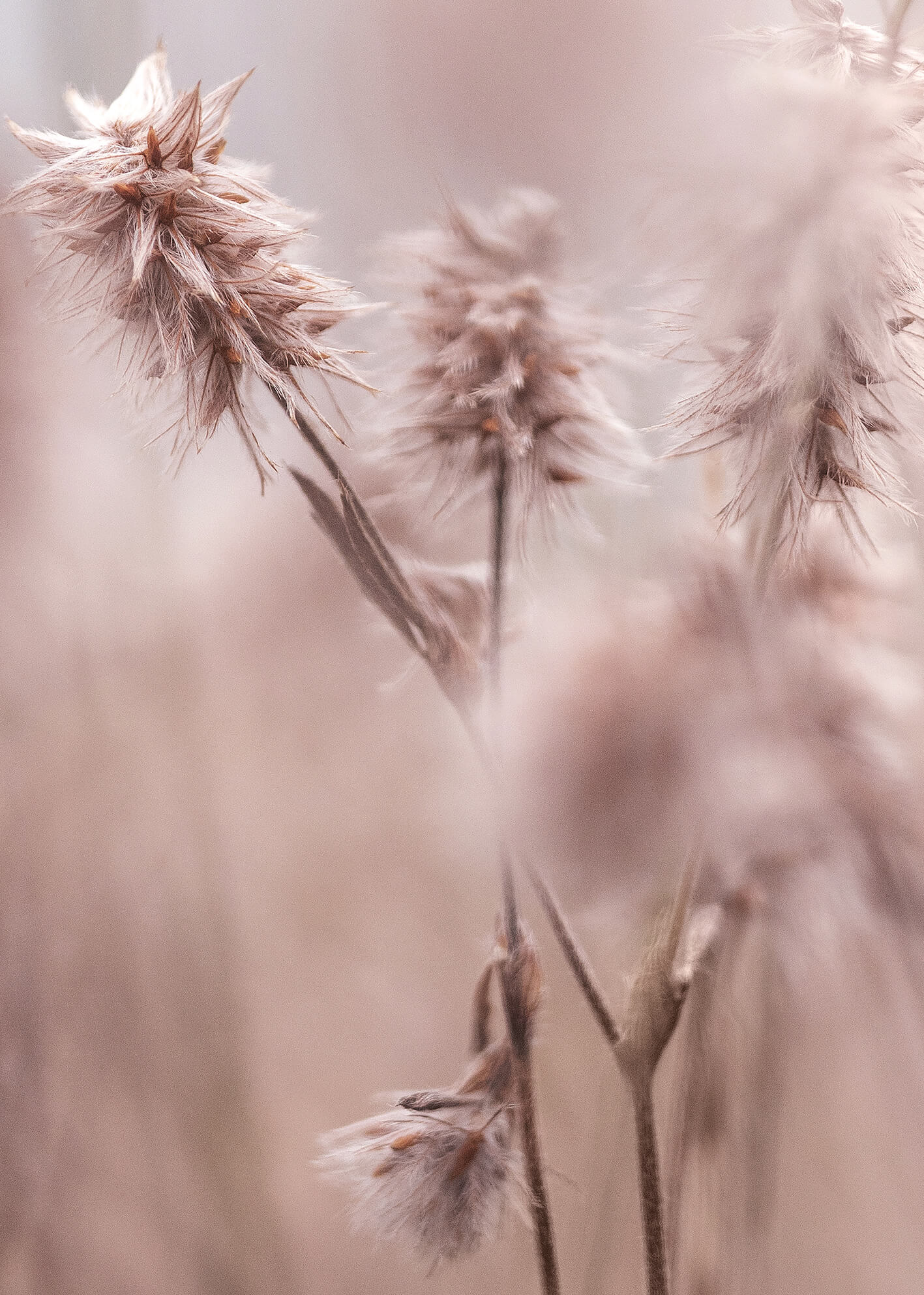 Canvastavla -  Dried Elegance