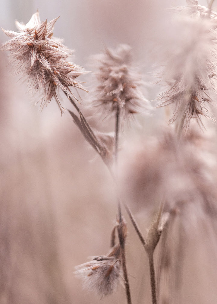 Canvastavla -  Dried Elegance