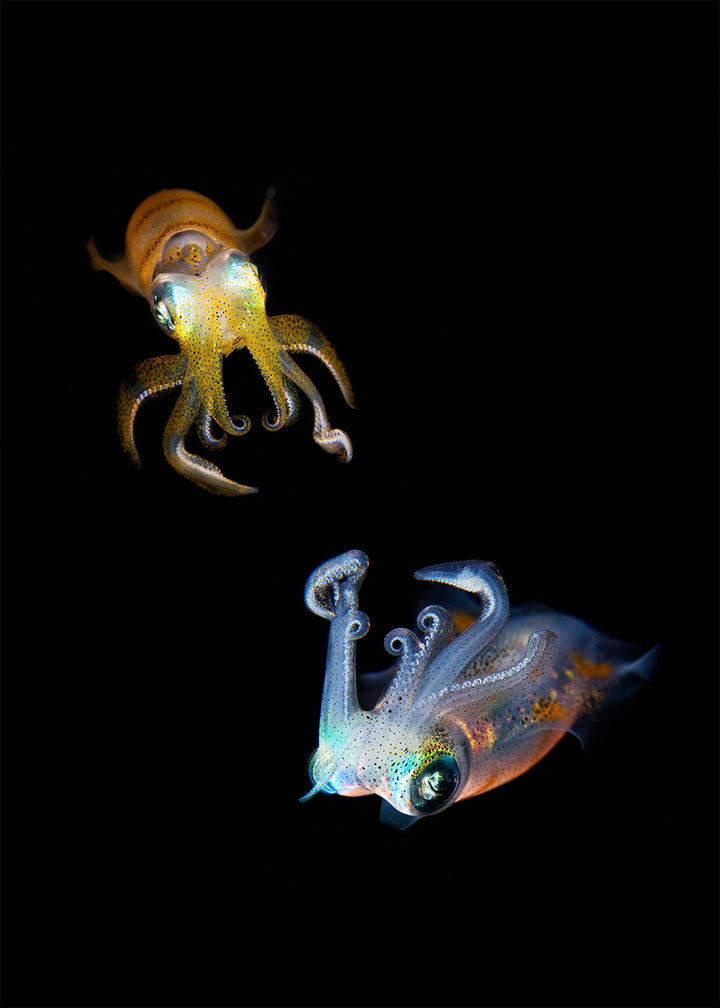 Ljuddämpande tavla - Svart - Jellyfish