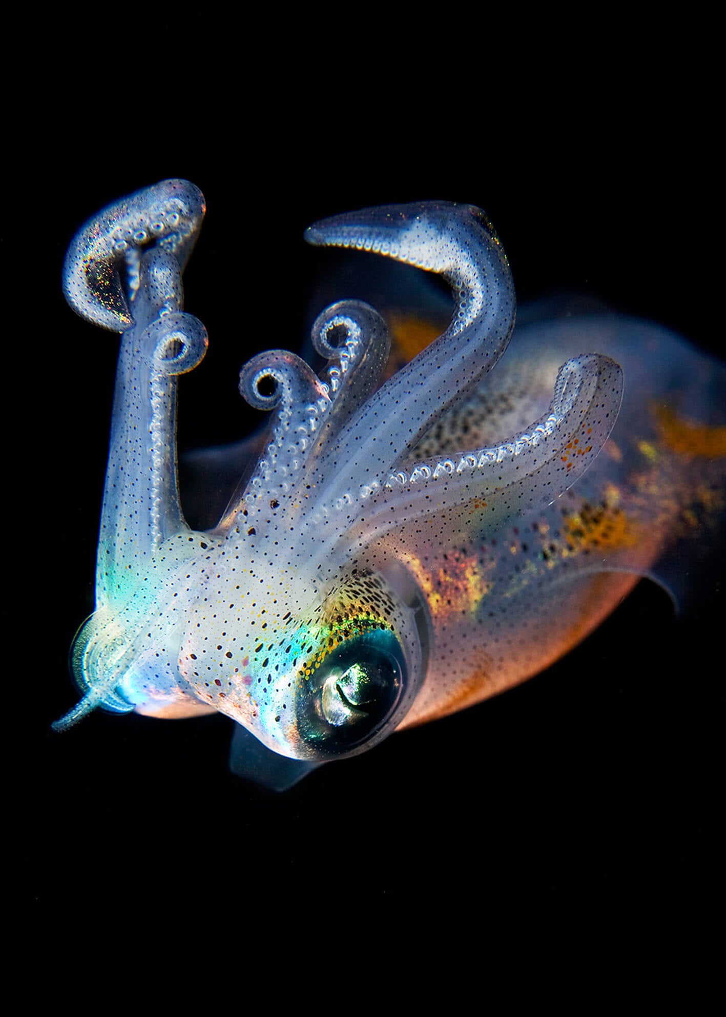 Canvastavla - Jellyfish