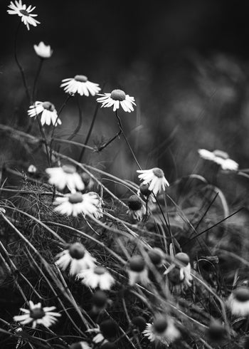 Canvastavla - White Daisies