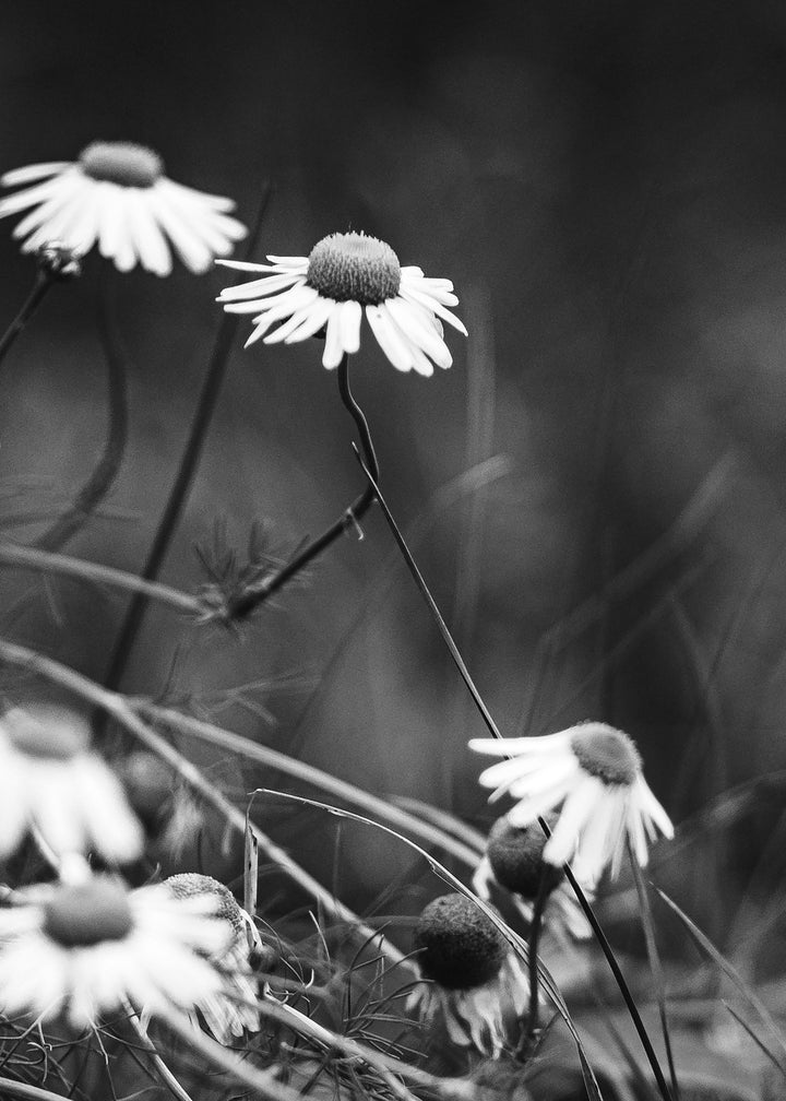 Canvastavla - White Daisies