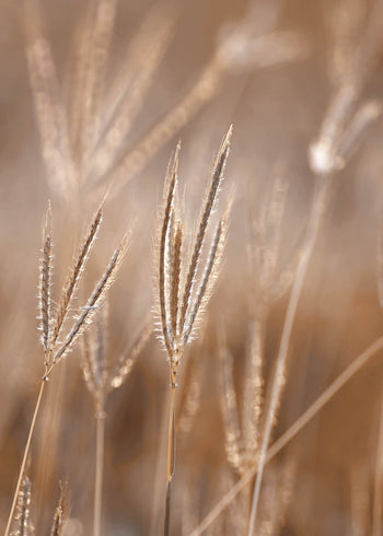 Canvastavla - Grass in Light