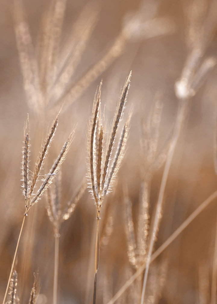 Canvastavla - Grass in Light