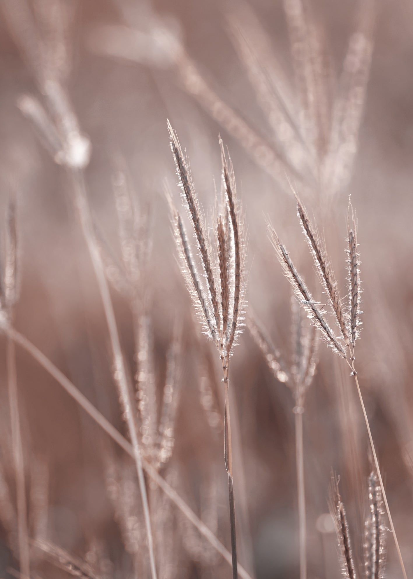 Canvastavla -  Nature symphony