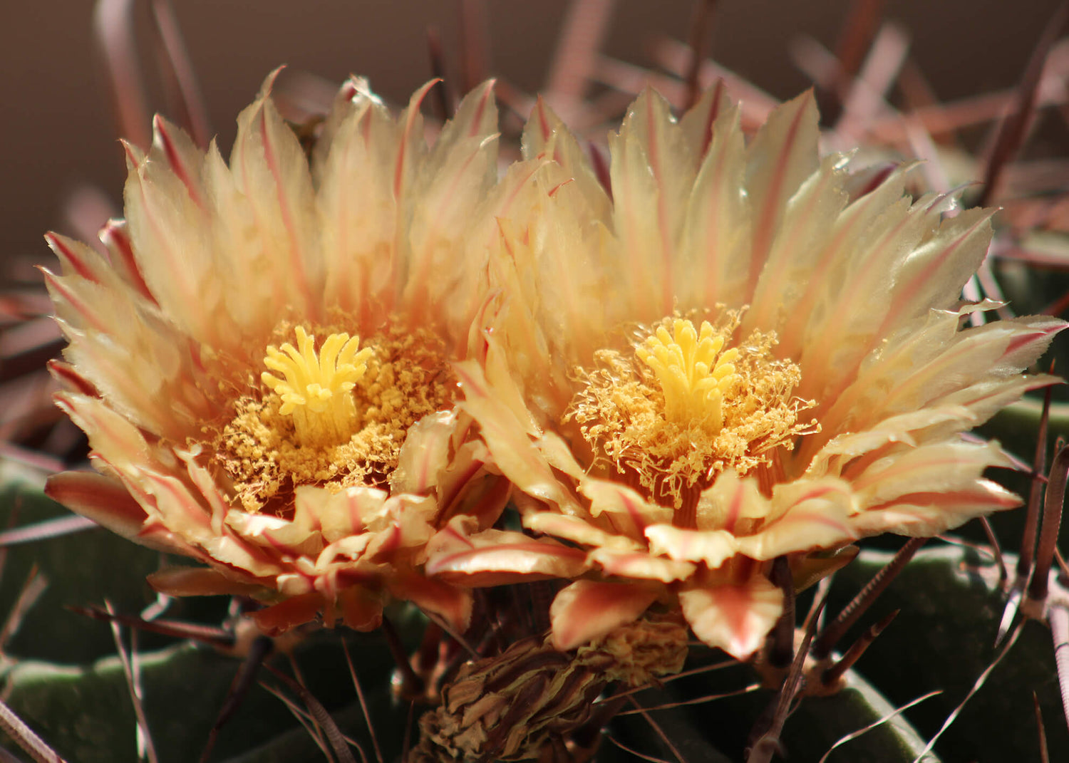 Canvastavla - Ferocactus