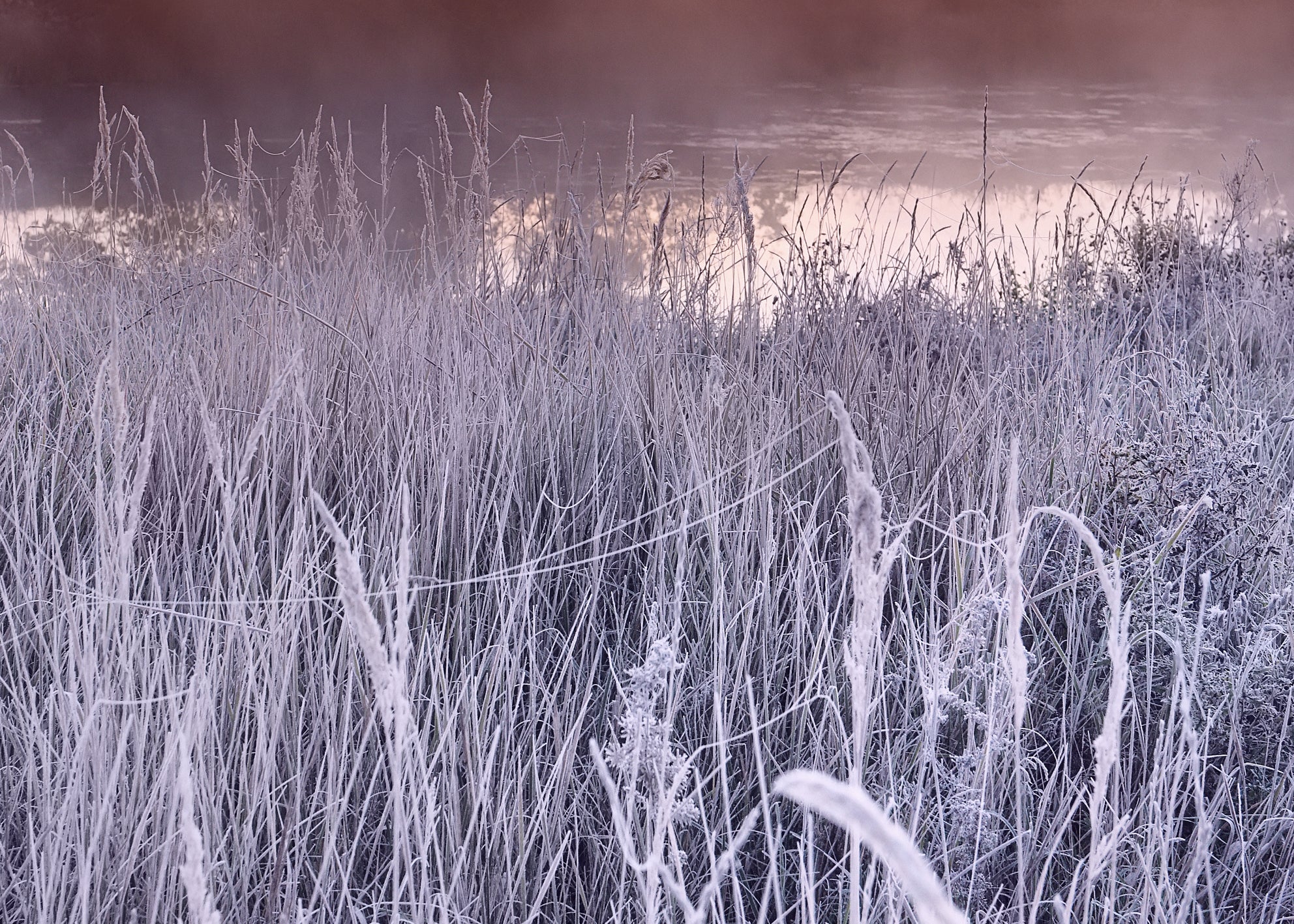 Canvastavla - Frost Glow