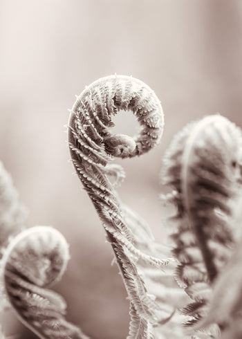Ljuddämpande tavla - Fern Leaves