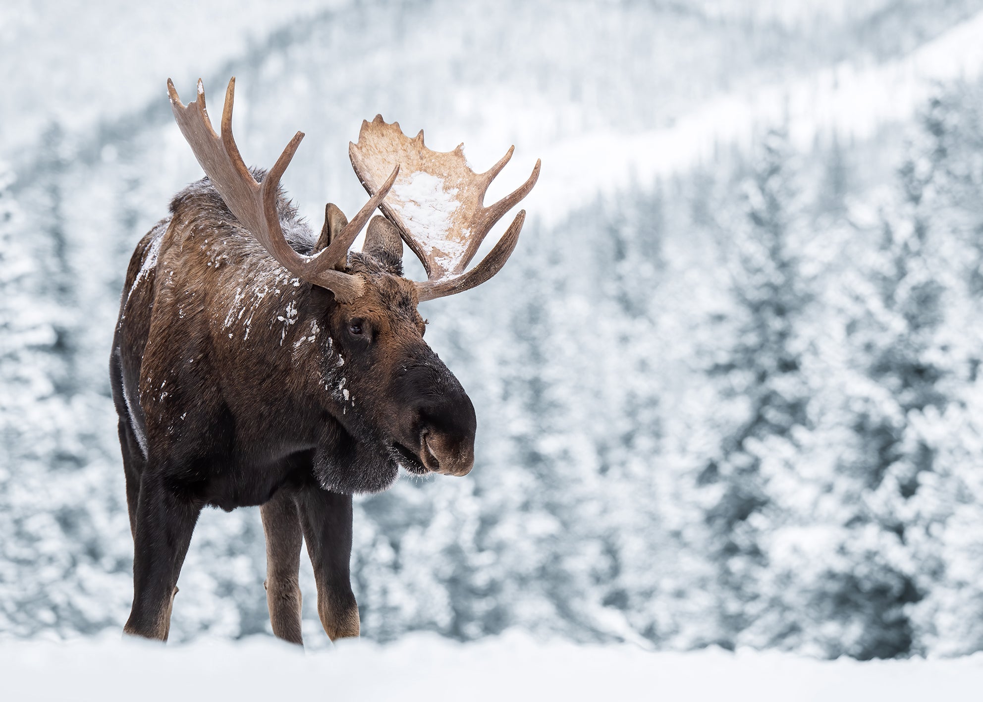 Ljuddämpande tavla - Moose in Snow