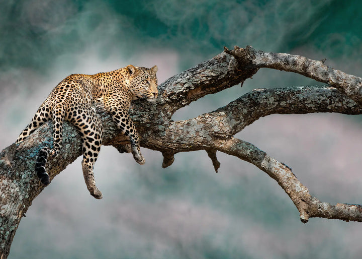Ljuddämpande tavla - Leopard