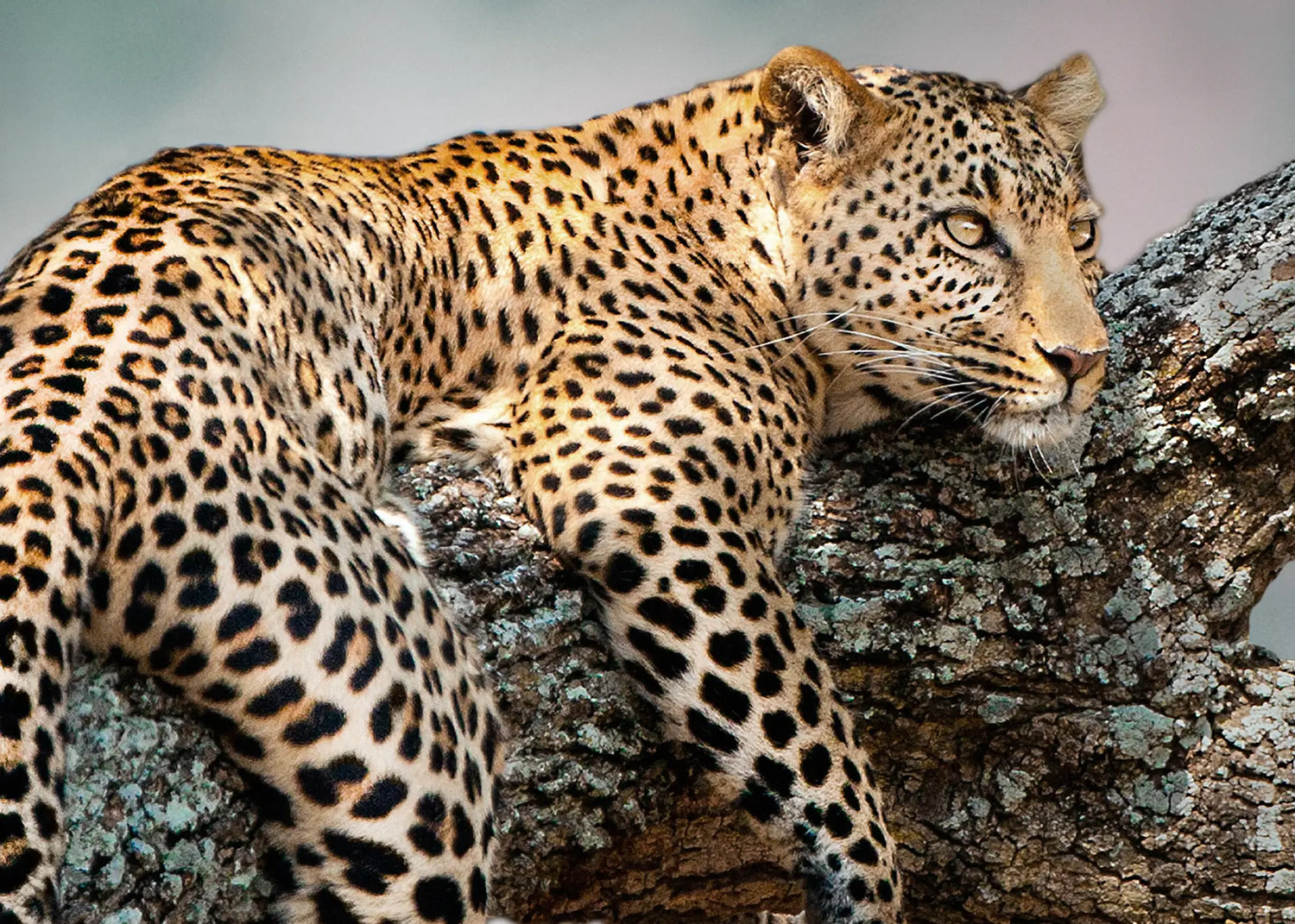 Ljuddämpande tavla - Leopard