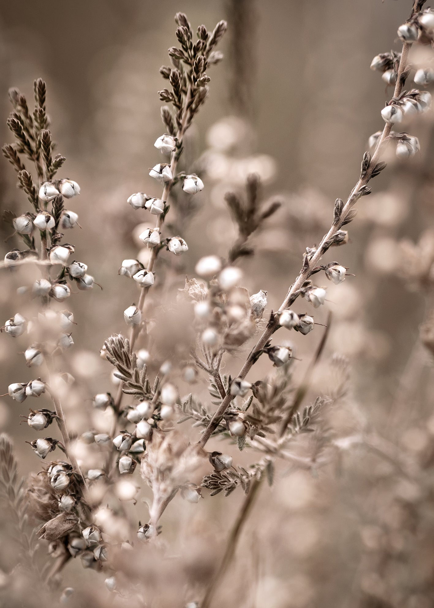 Canvastavla - First Sign of Spring