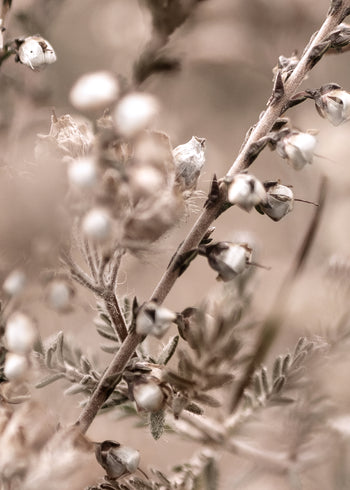 Canvastavla - First Sign of Spring