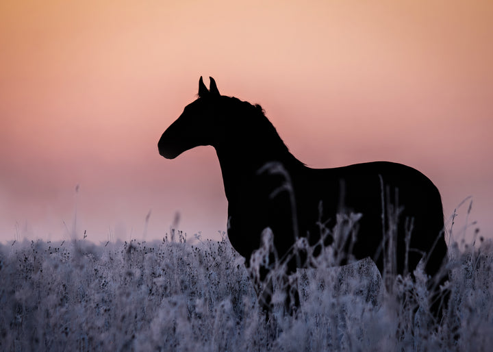 Canvastavla - Sunset Gallop