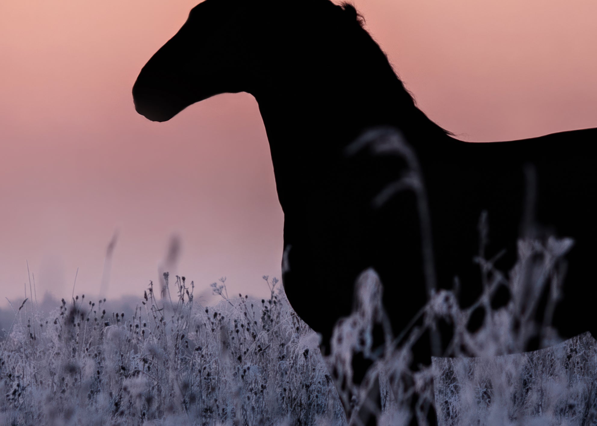 Canvastavla - Sunset Gallop