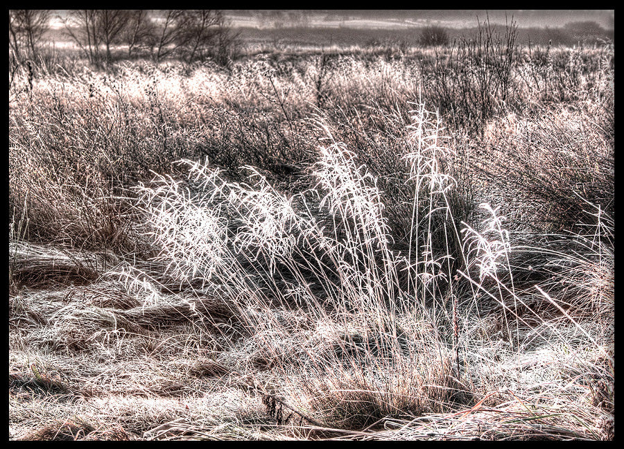 Poster - Winter Field