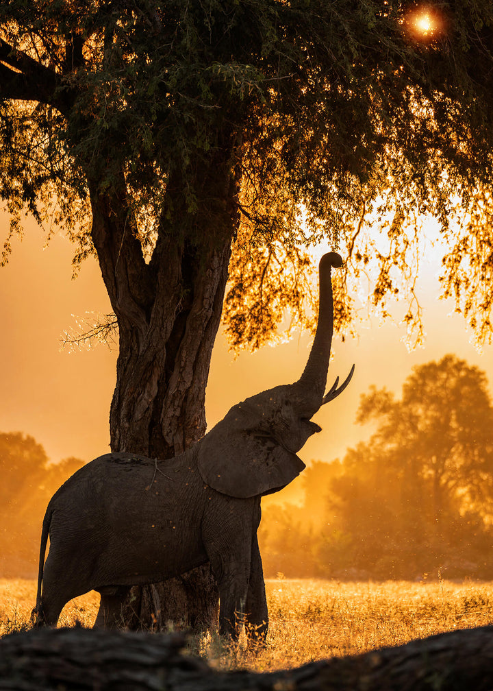 Canvastavla - Elephant landscape