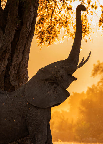 Canvastavla - Elephant landscape