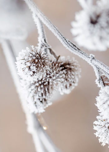 Canvastavla - Frosty Shrub