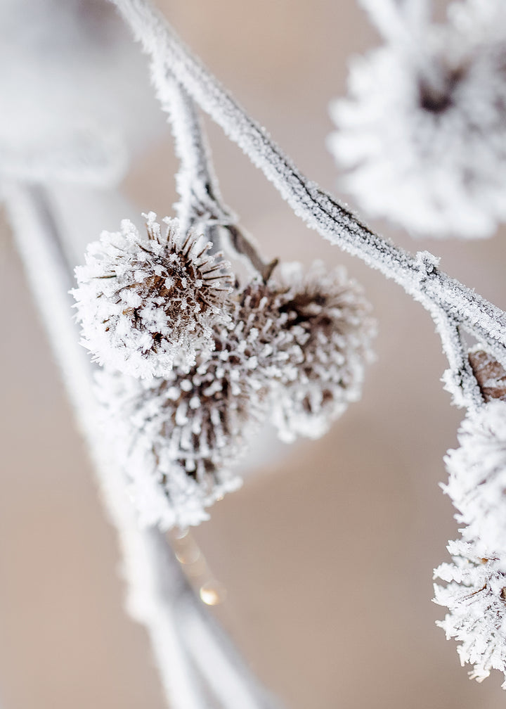 Canvastavla - Frosty Shrub