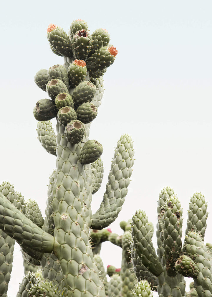 Canvastavla - Desert  Cactus