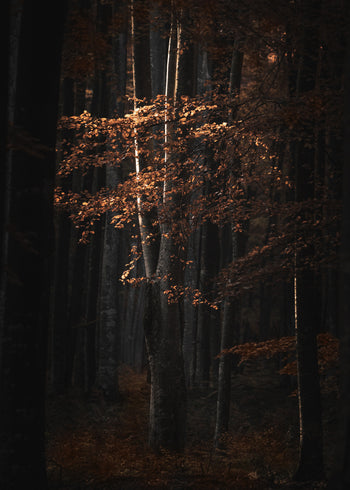 Canvastavla - Golden Tree