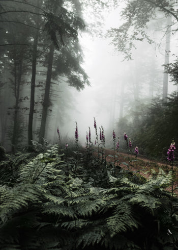 Canvastavla - The Forest Path
