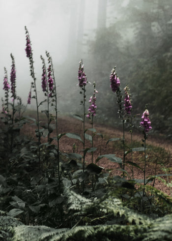 Canvastavla - The Forest Path