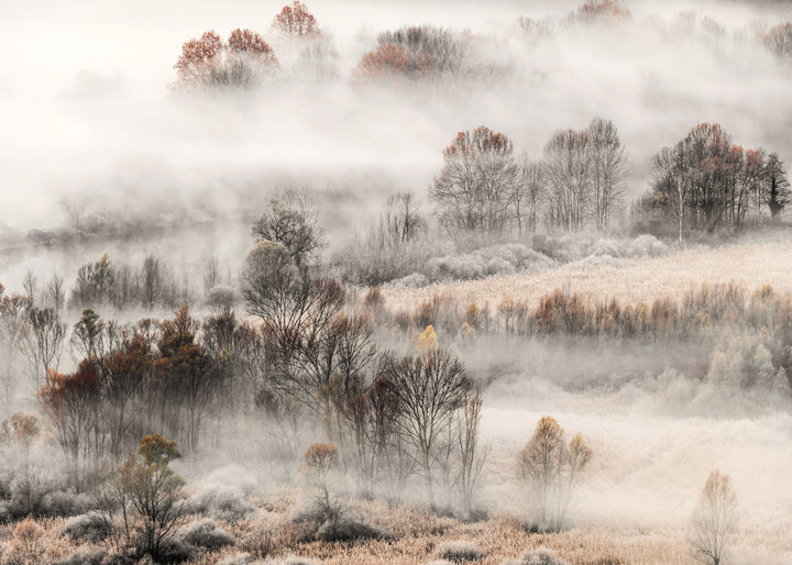 Canvastavla - Misty Grove