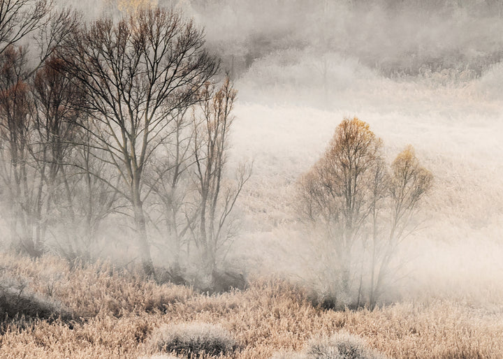 Canvastavla - Misty Grove
