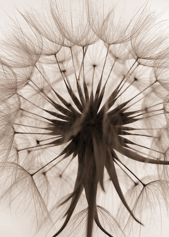 Canvastavla - Downy Tufts