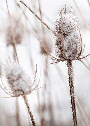 Canvastavla - Snowy Dandelion