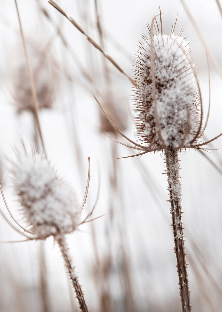 Canvastavla - Snowy Dandelion