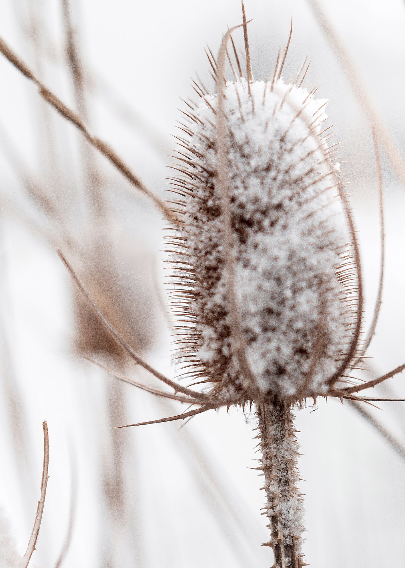 Canvastavla - Snowy Dandelion