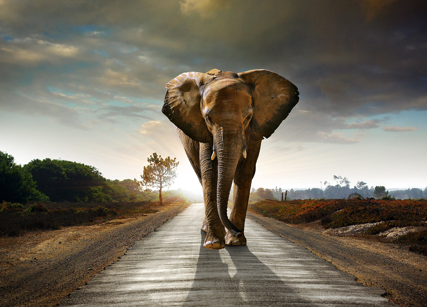 Canvastavla - The way