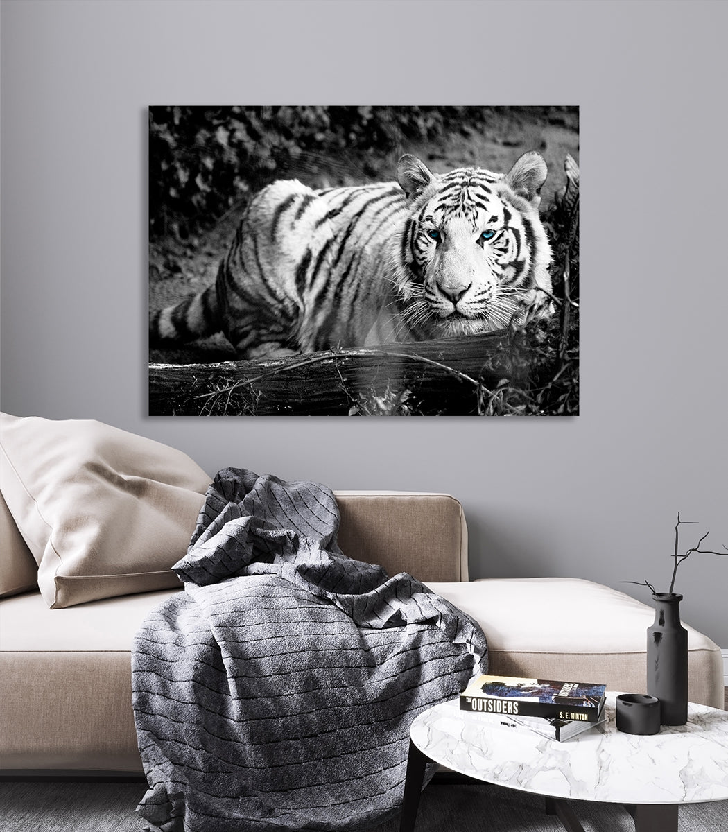 Canvastavla - White Tiger