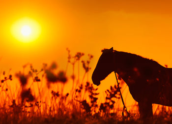Canvastavla - Horse