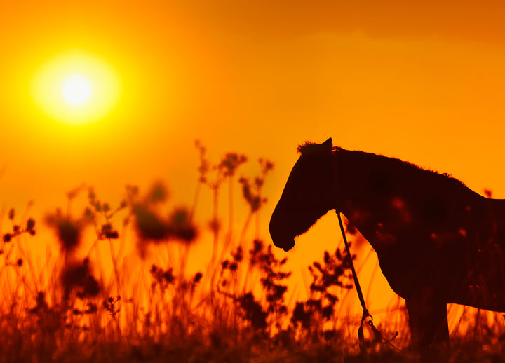 Canvastavla - Horse