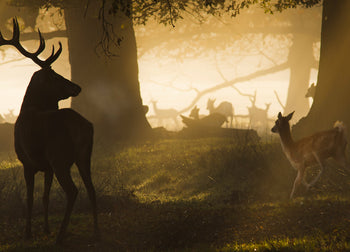 Canvastavla - Red stag King of the wild forest