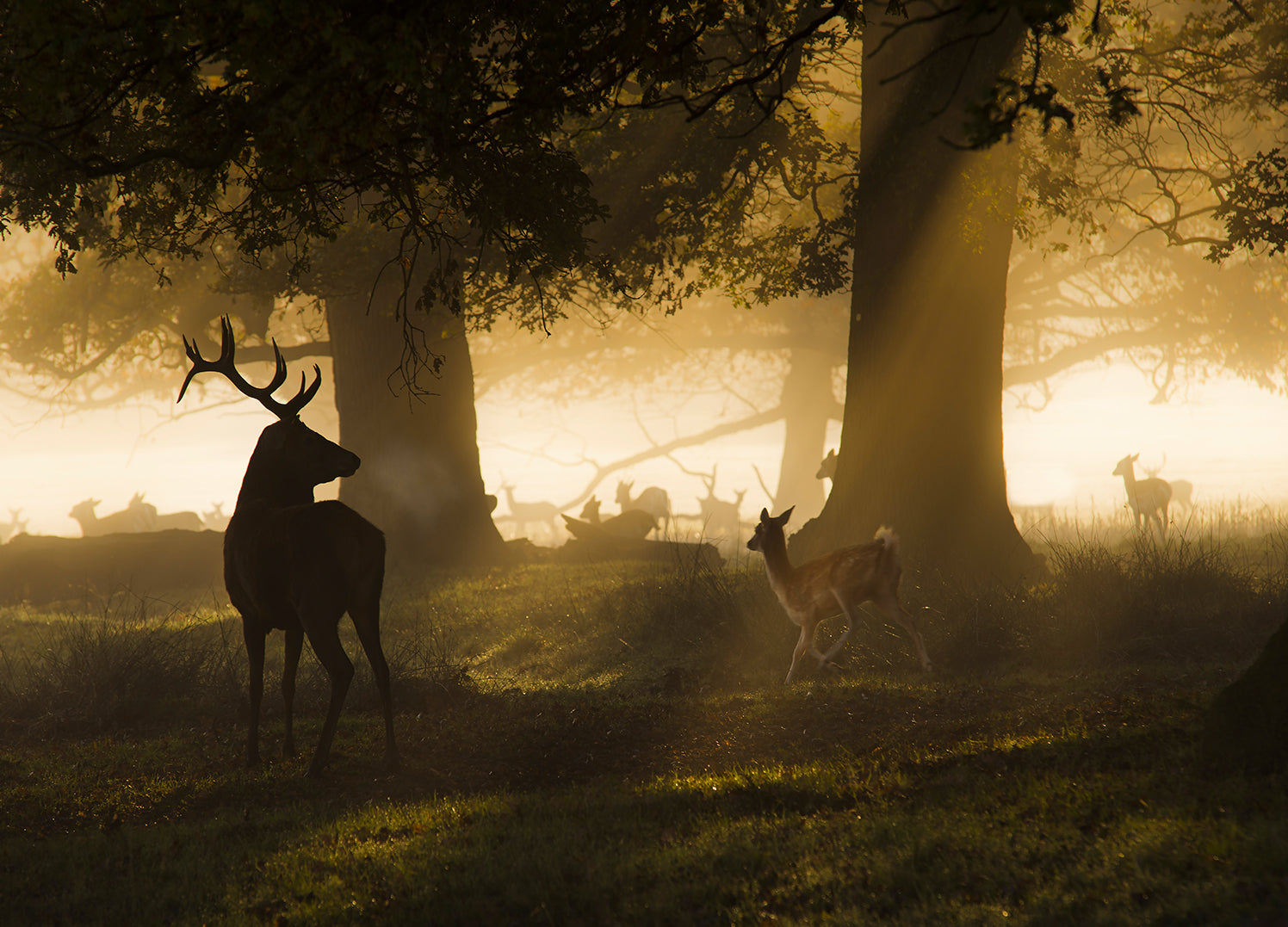 Canvastavla - Red stag King of the wild forest