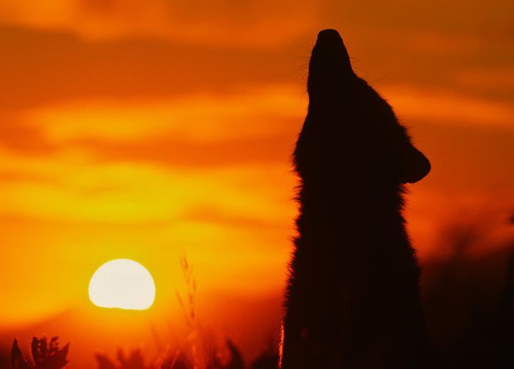 Canvastavla - Wolf sunset