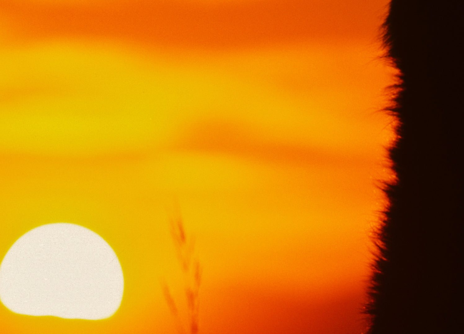 Canvastavla - Wolf sunset