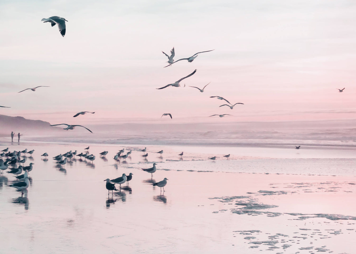 Canvastavla - Birds and pink sunset