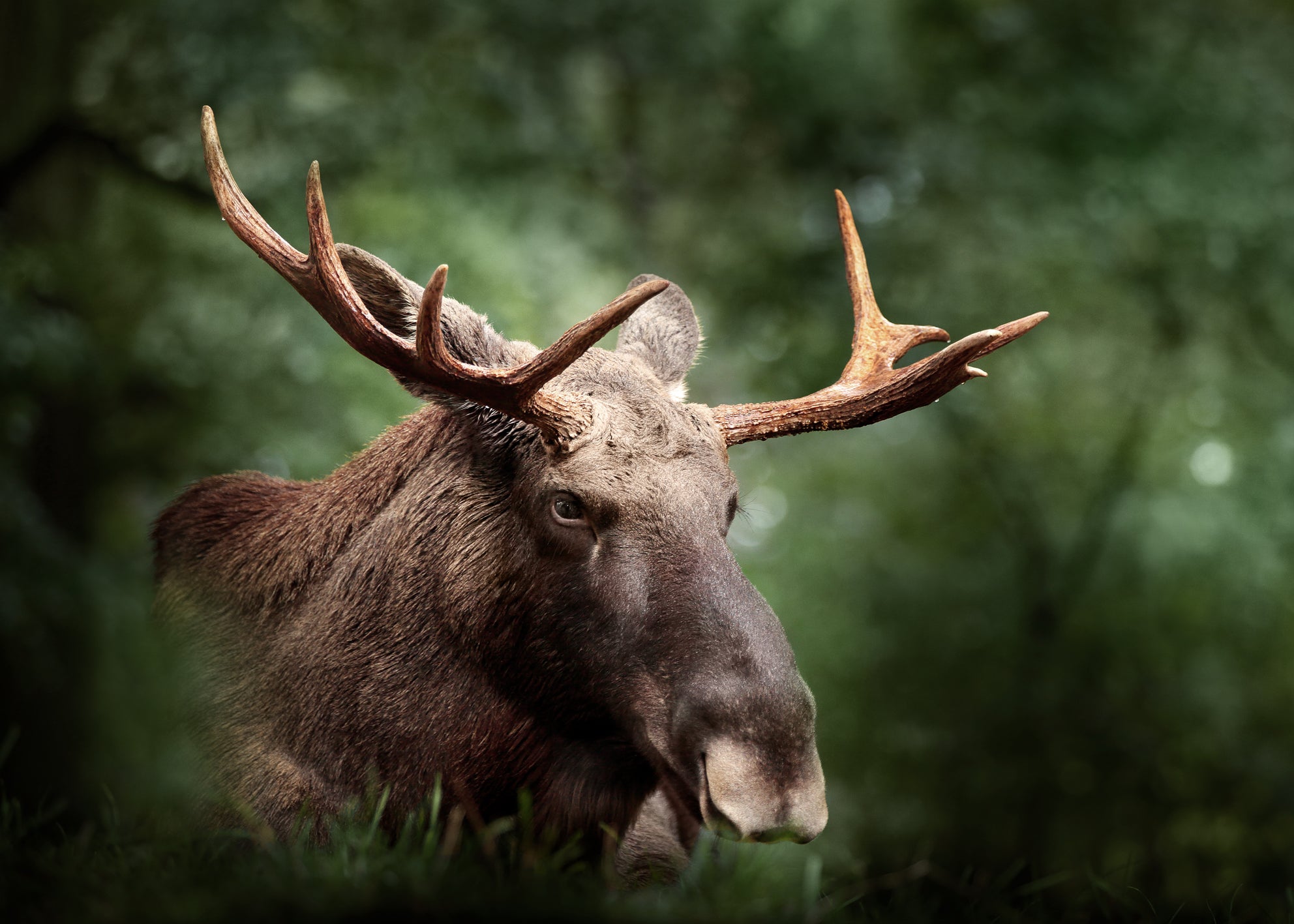 Canvastavla - Elk Haven