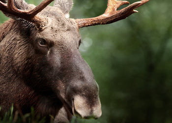 Canvastavla - Elk Haven