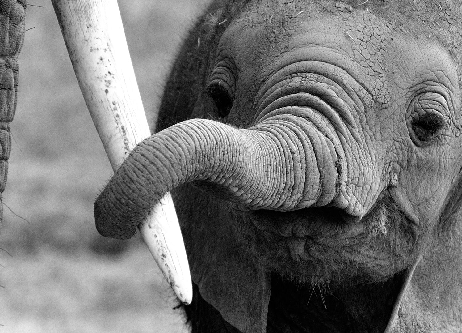 Canvastavla - Baby Elephant