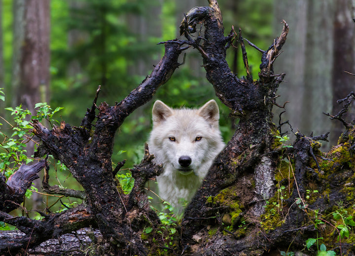 Canvastavla - White wolf