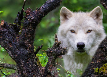 Canvastavla - White wolf