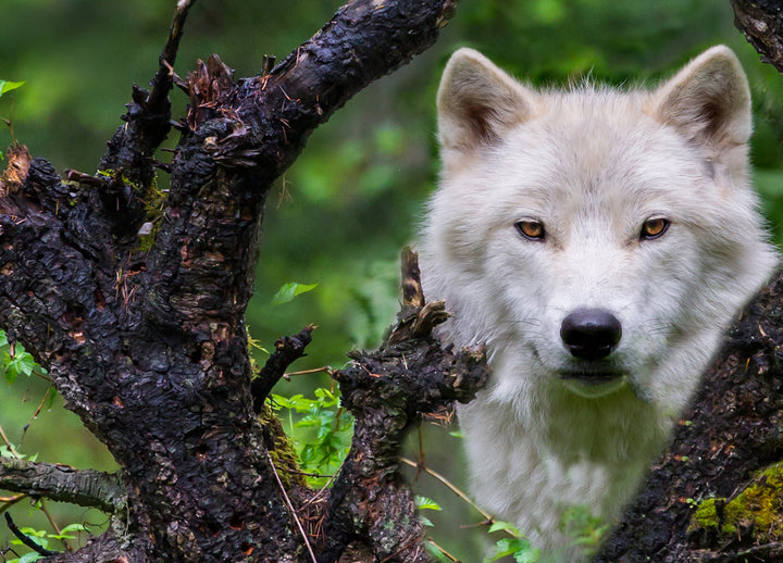 Canvastavla - White wolf
